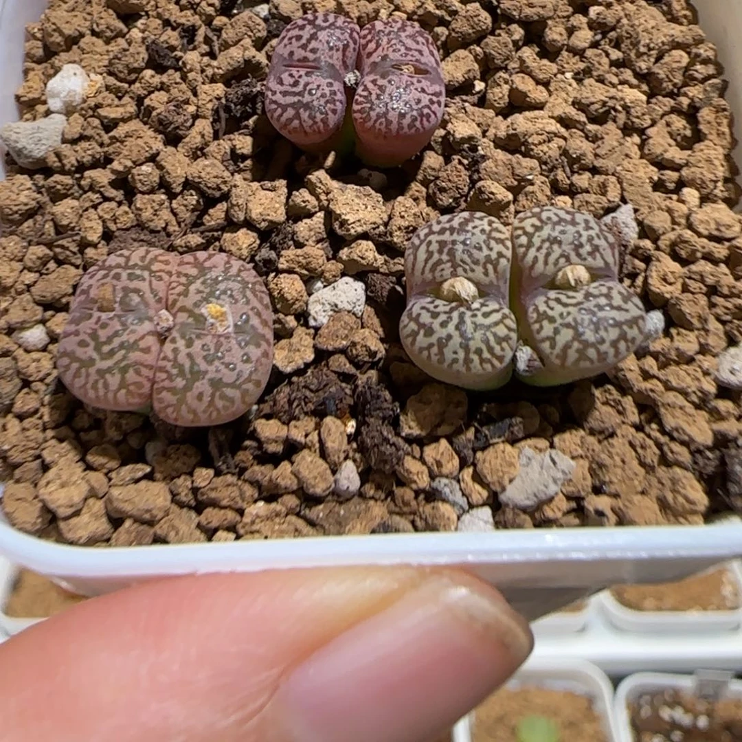 肉锥多肉植物组合-勋章一盆1349
