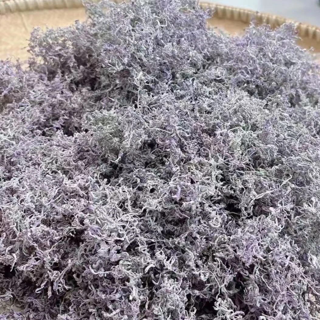 湖南张家界芽尖紫金莓茶 小左收茶