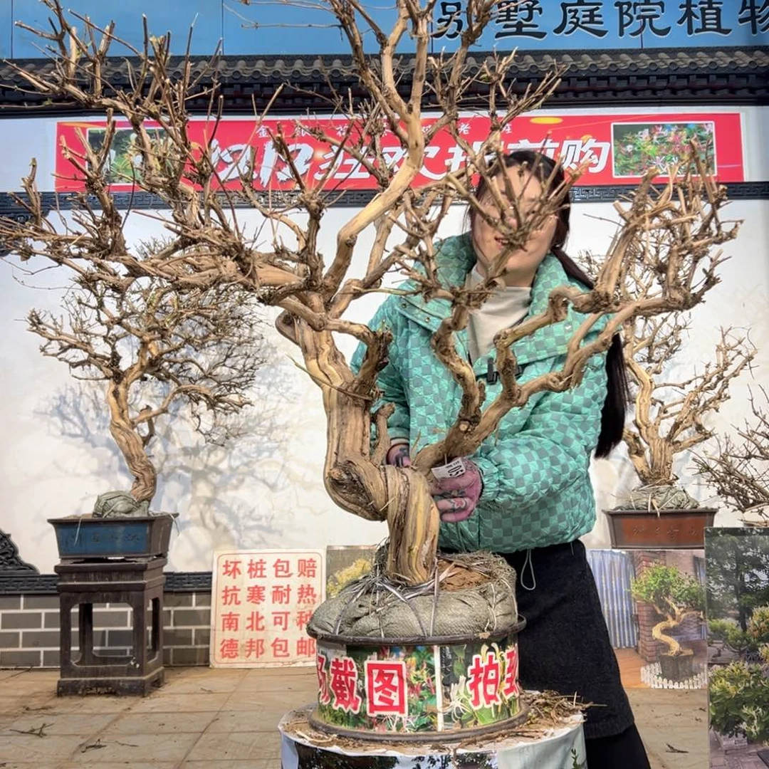 无花朵金银花55555