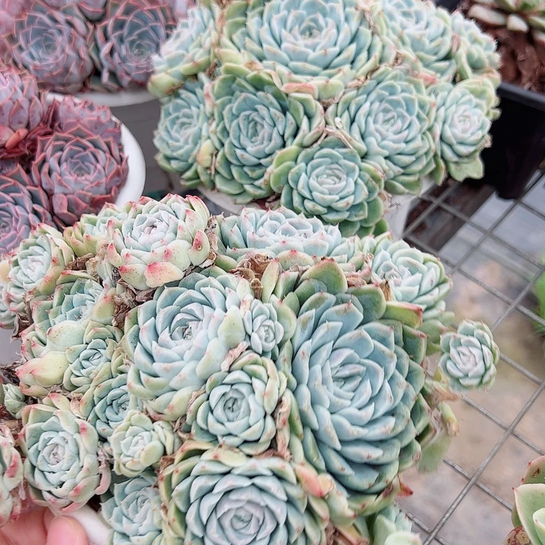 白月影多头造型精品特价