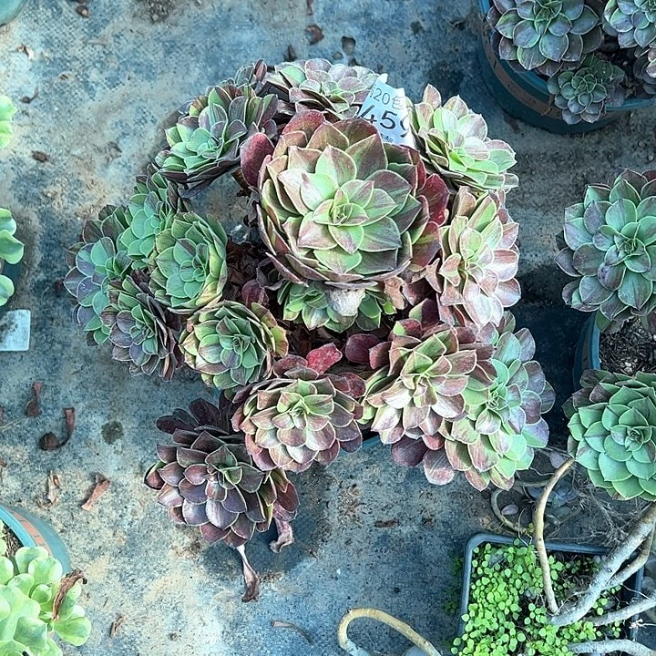 0459花月夜多肉植物