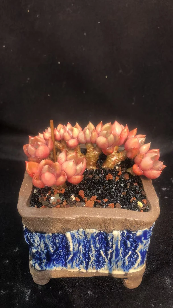 红象牙老桩精控朵朵缀
