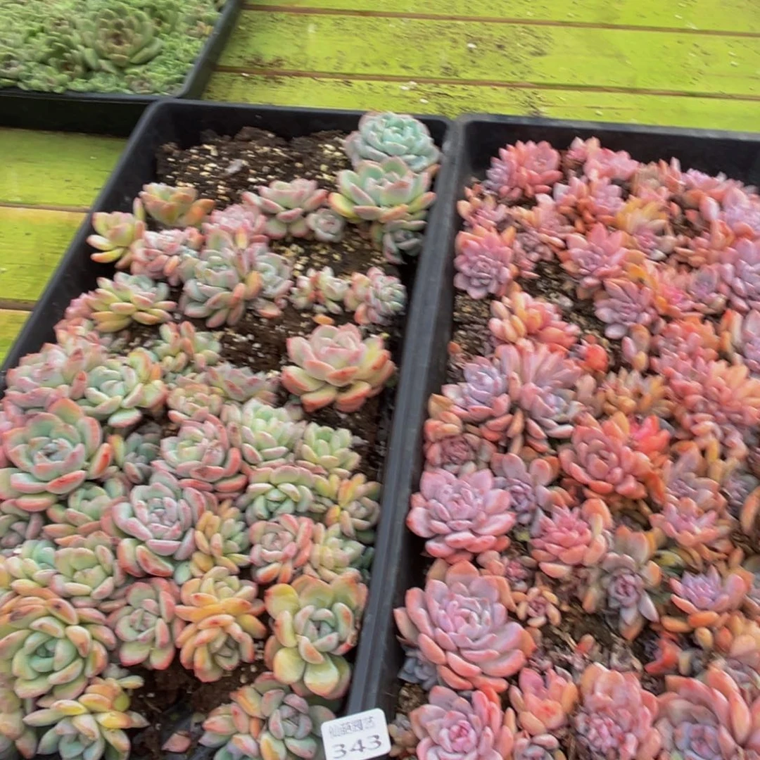 343多肉植物和植物在