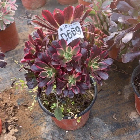 669金丝雀不包断枝