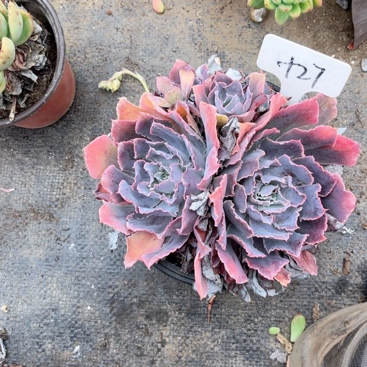 晨语多肉一物一拍+27