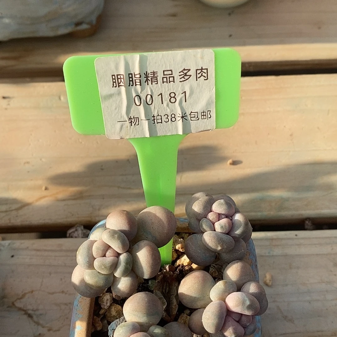 00181咯提了咯我哦哦