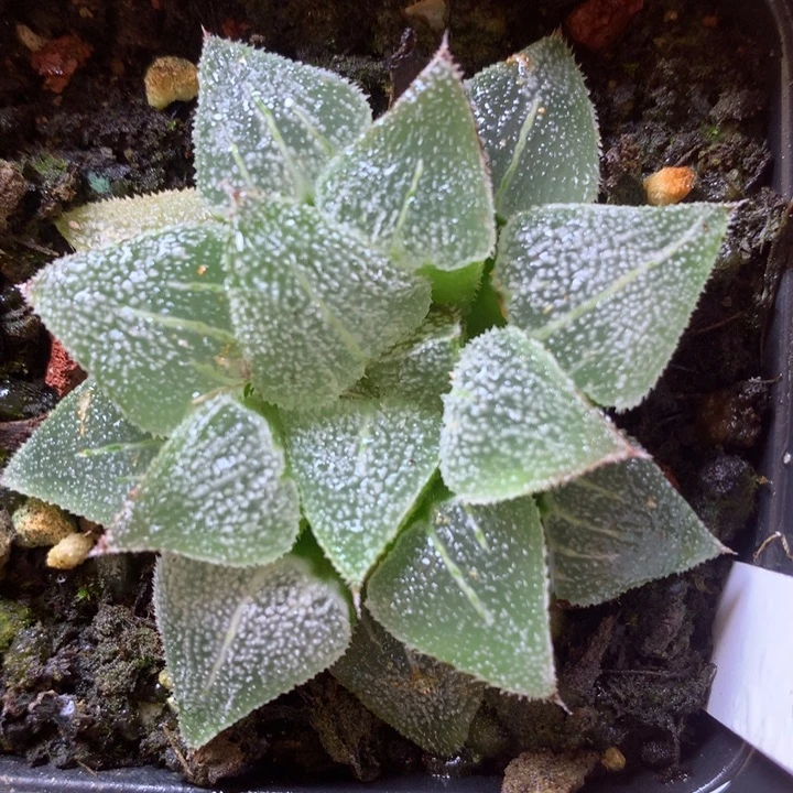 海花寿带盆土发货