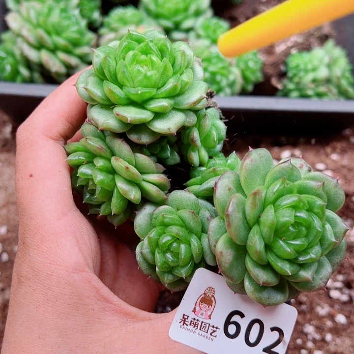 多肉植物多肉植物