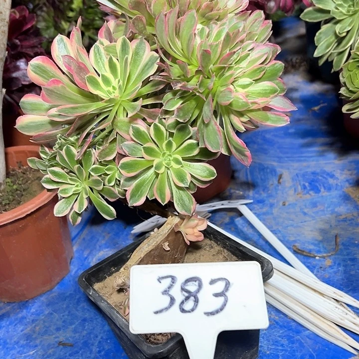 多肉植物女神缀花不售后