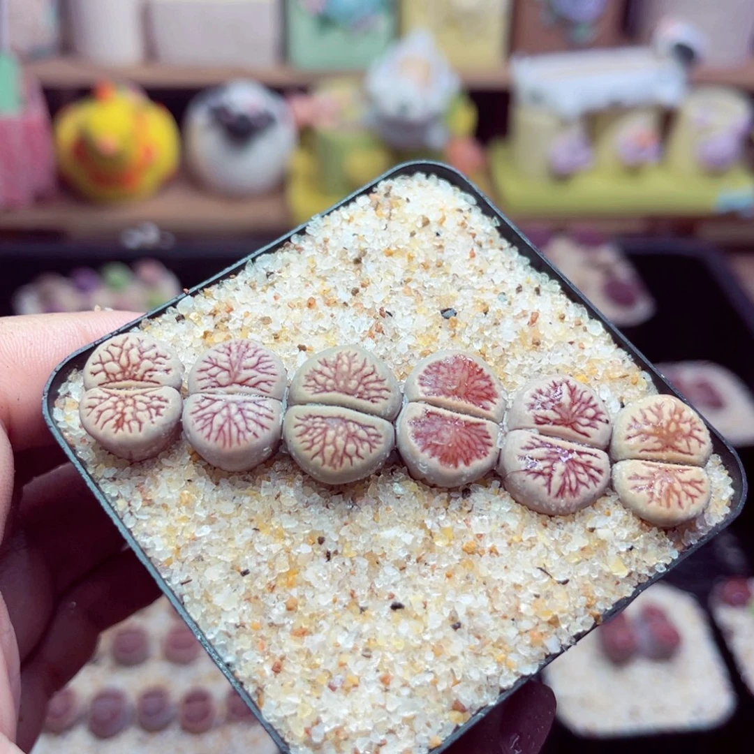 67号带盆包邮发货