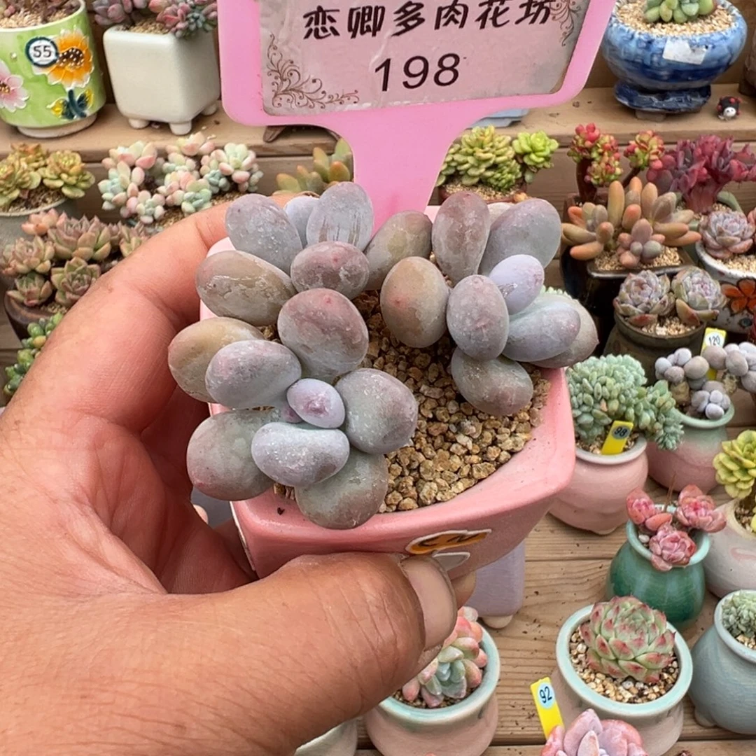 198号彩虹奶3头老桩无砍