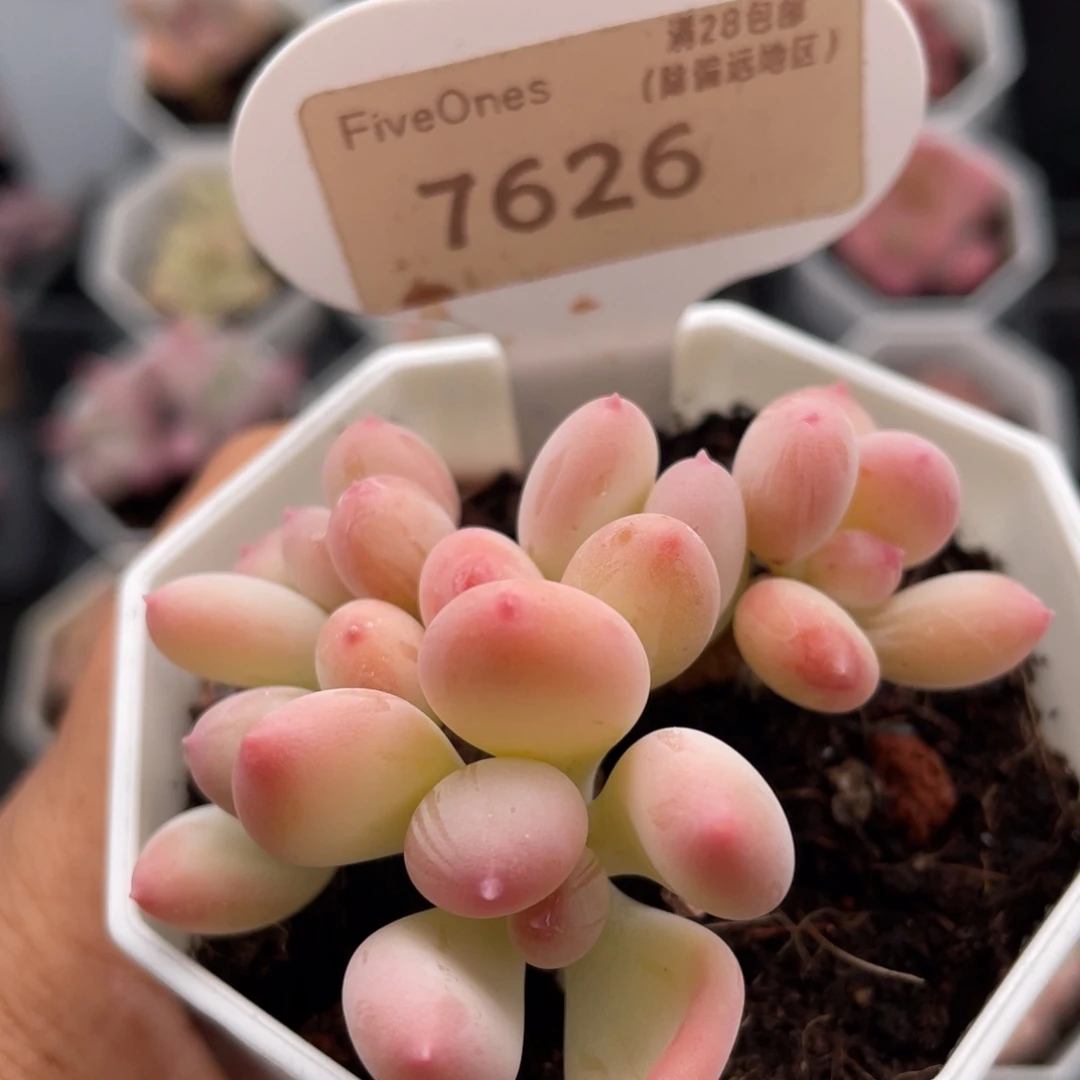 苹果奶7626-6.0厘米