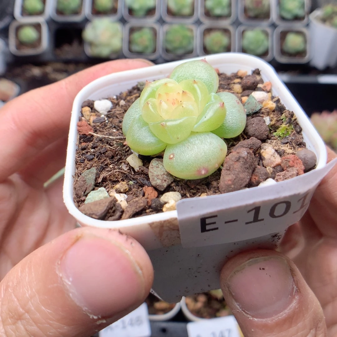 白***林无花朵E101yyyyyyyy