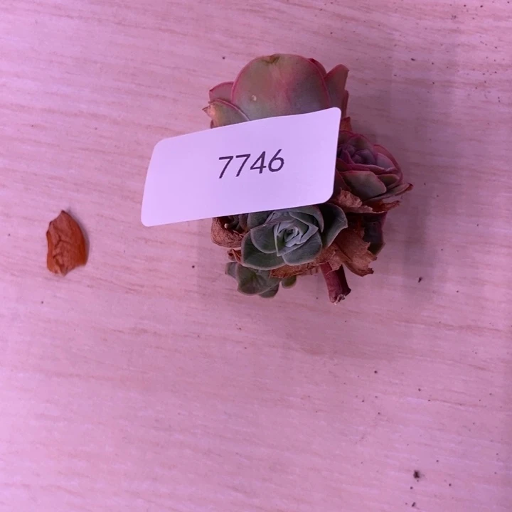 开***心7746山地玫瑰花群