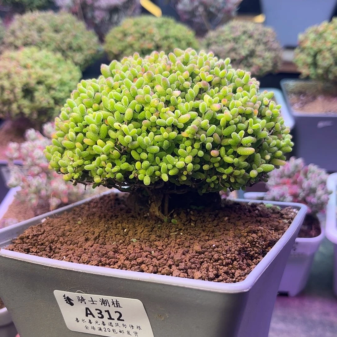 312蜜橘糖球枝干多肉