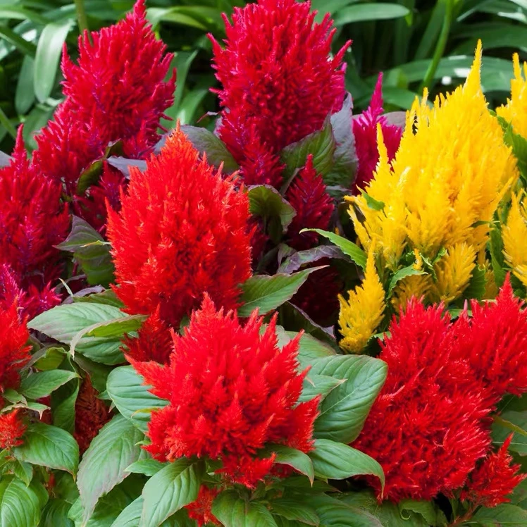 凤尾鸡冠花盆栽穗状鲜花耐热耐高温室外庭院植物