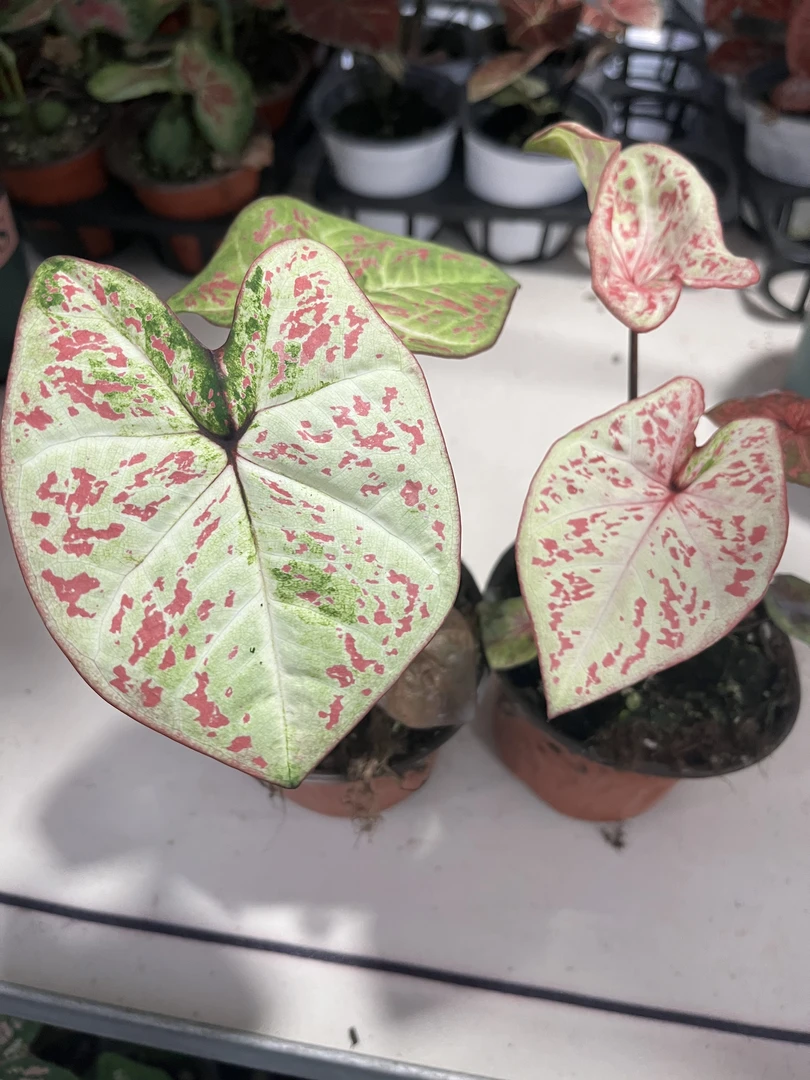 （米兰）两单包邮，四单升级青山盆