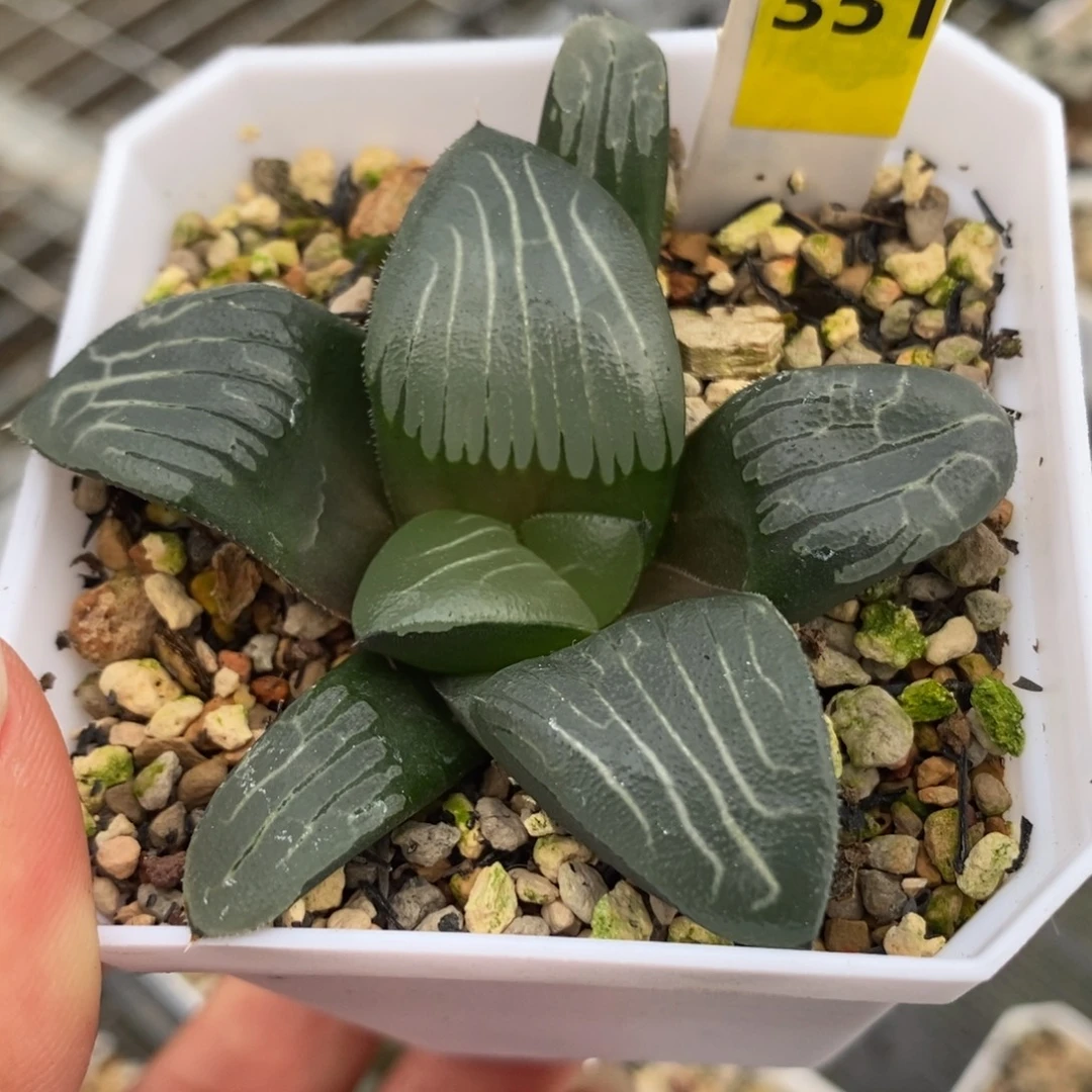 351云间克一物一拍