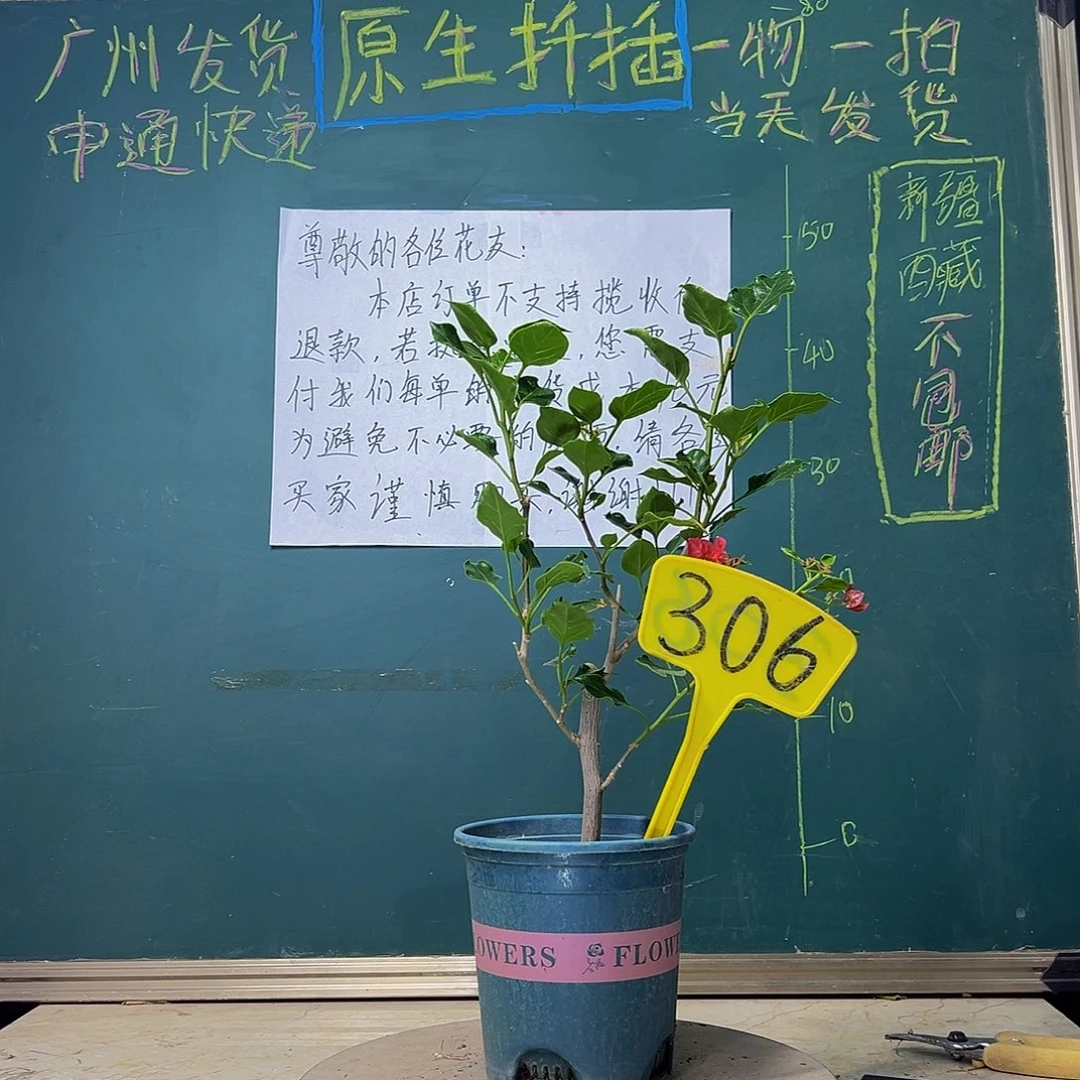 当前无花栽培后可以开花黑美人306