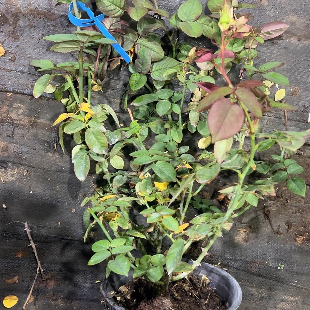 无花朵一物一拍 286号