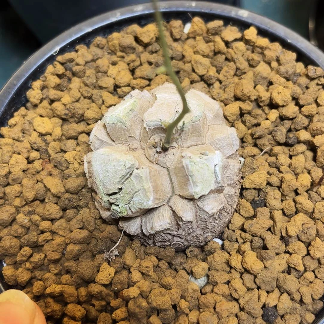 515龟甲龙68468999