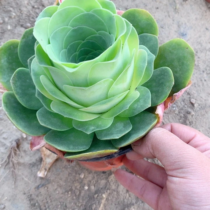 水蜜桃玫瑰大单头的176