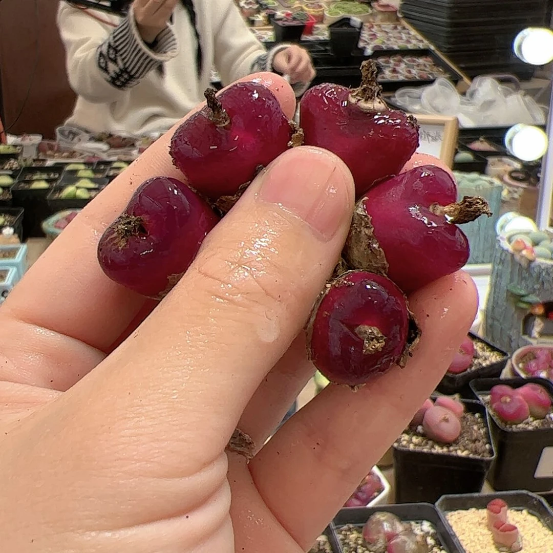 【闪购商品】79 车厘子x5