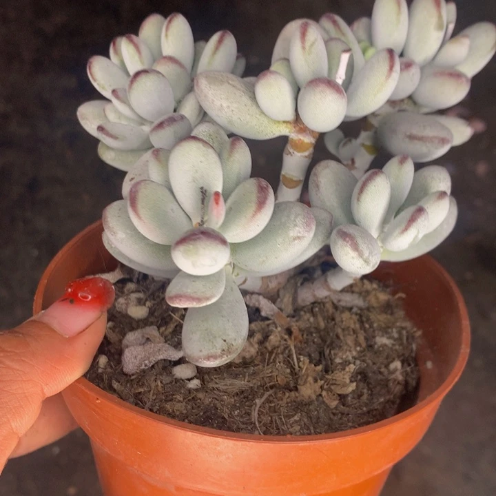 乒乓 大  一颗包邮  包邮