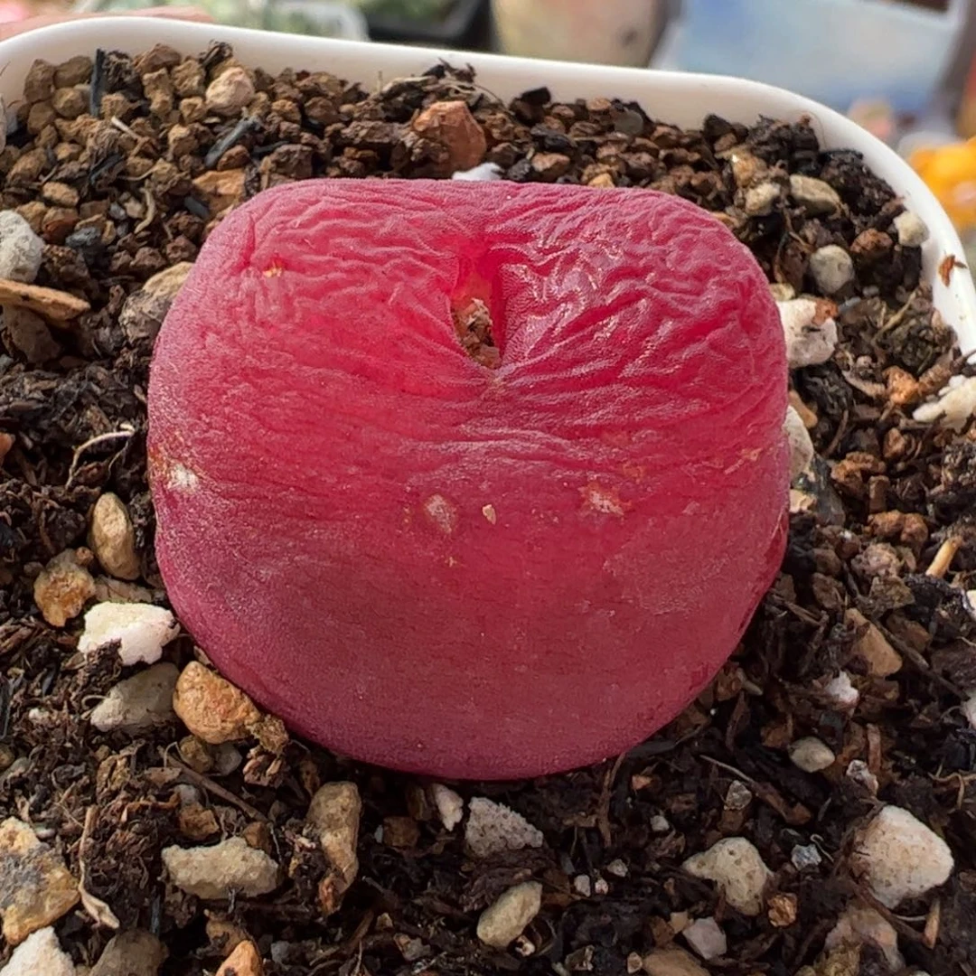 481多肉植物百科