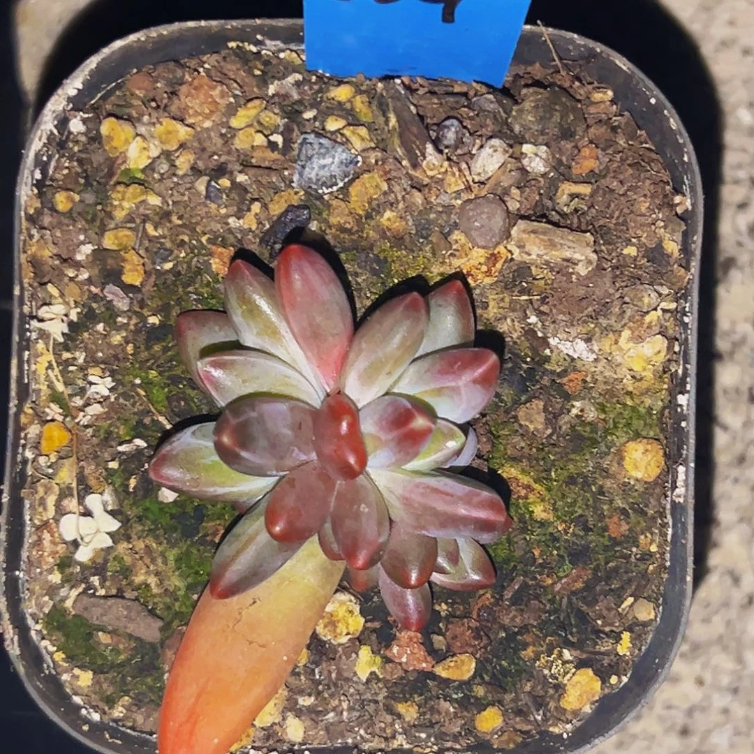 桔云多肉美人精品系列