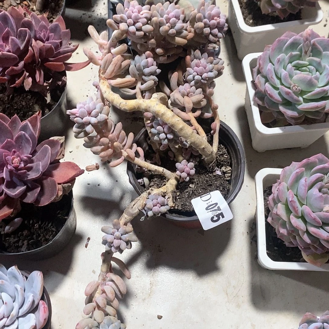 倪****I075婴儿手指多肉植物