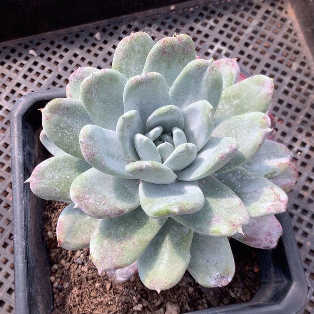 啊**啊拇指杂，2月8日发货