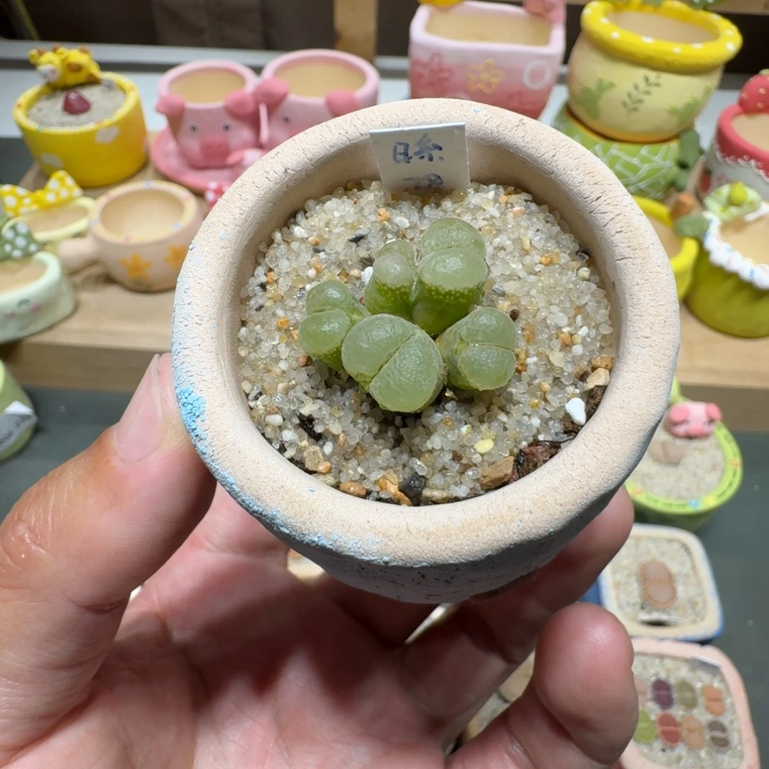 蘑菇287日系风铃