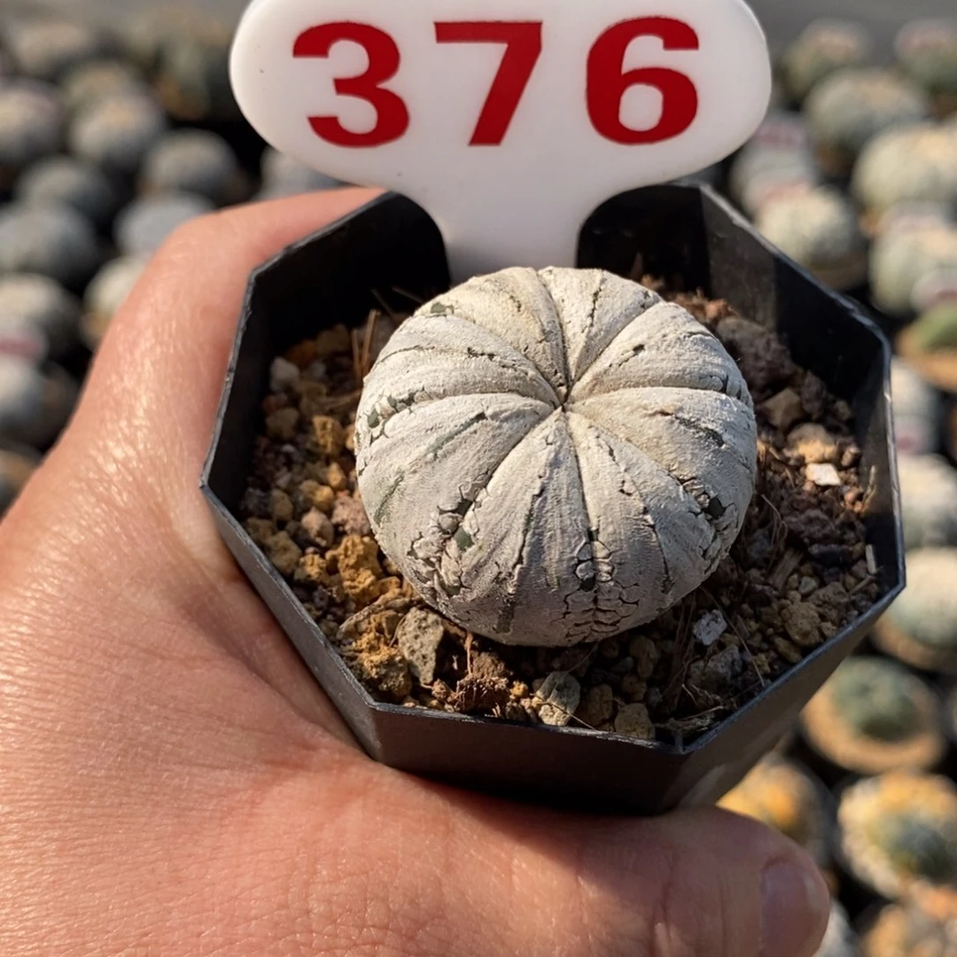 376全浓白超兜福利