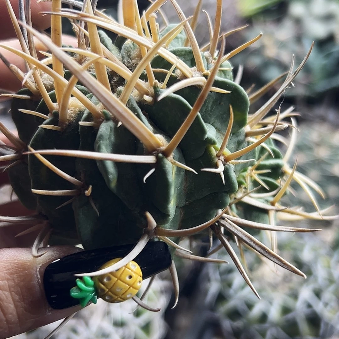 龙剑有根 仙人球66666666666