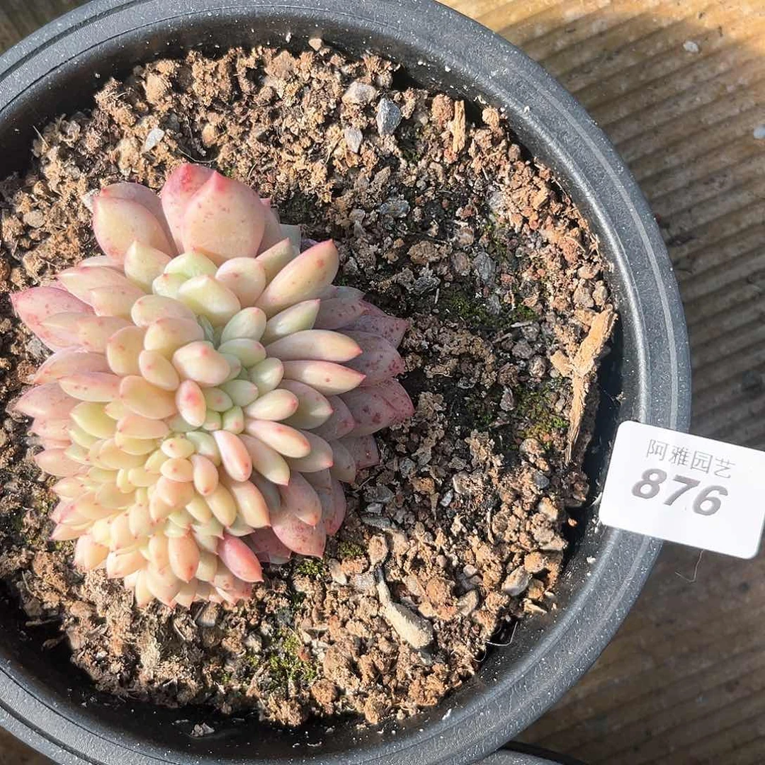 阿雅园艺。       876