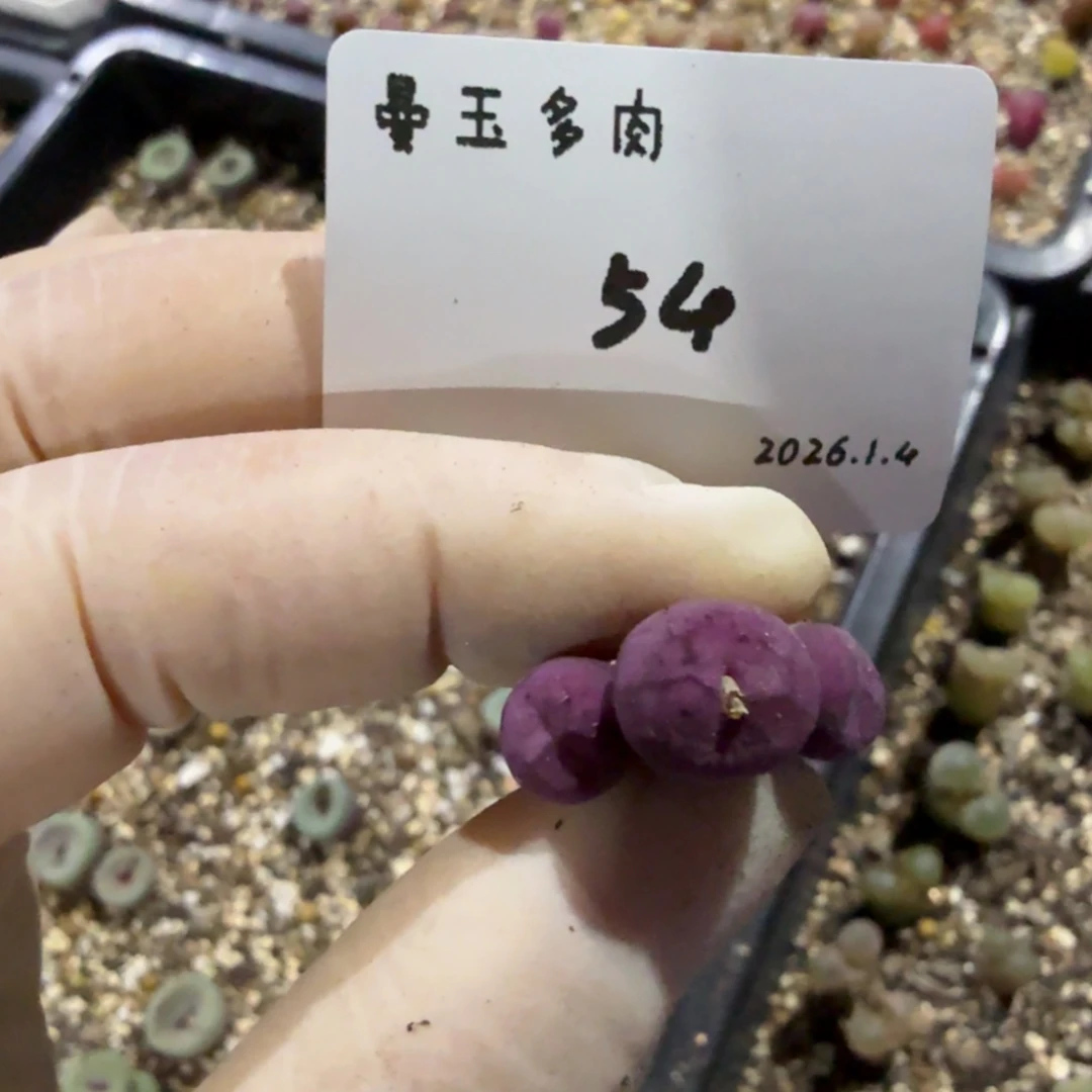 蛋***蛋多肉多肉多肉1.4-054