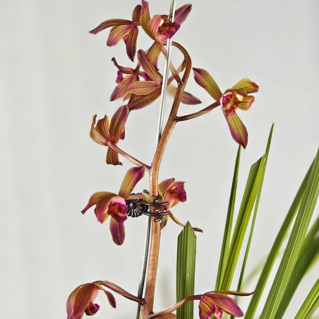 兰花苗惠兰  齐红梅 红花红素品种稀少先到先得基地直发裸根