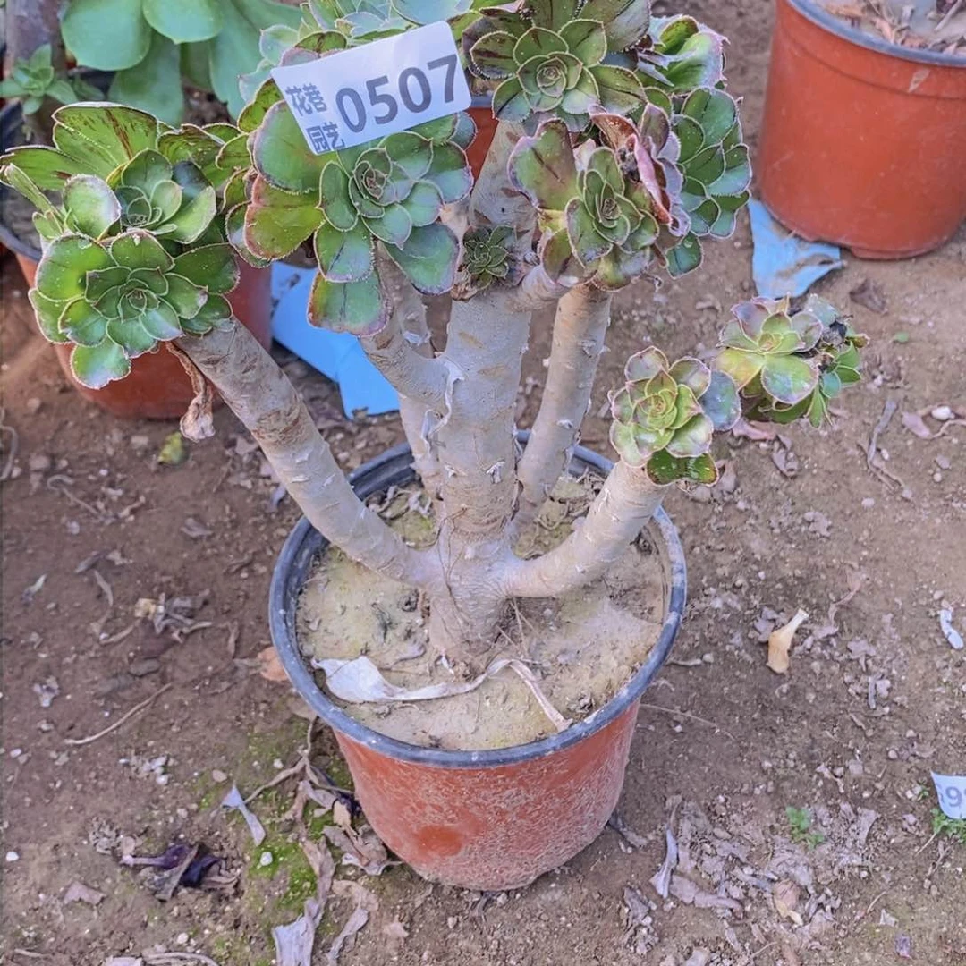 507 号一物一拍多肉植物