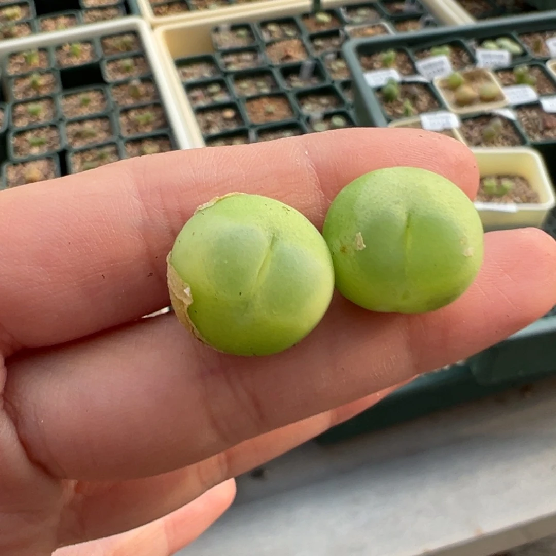 355拉登下播福利随机一颗