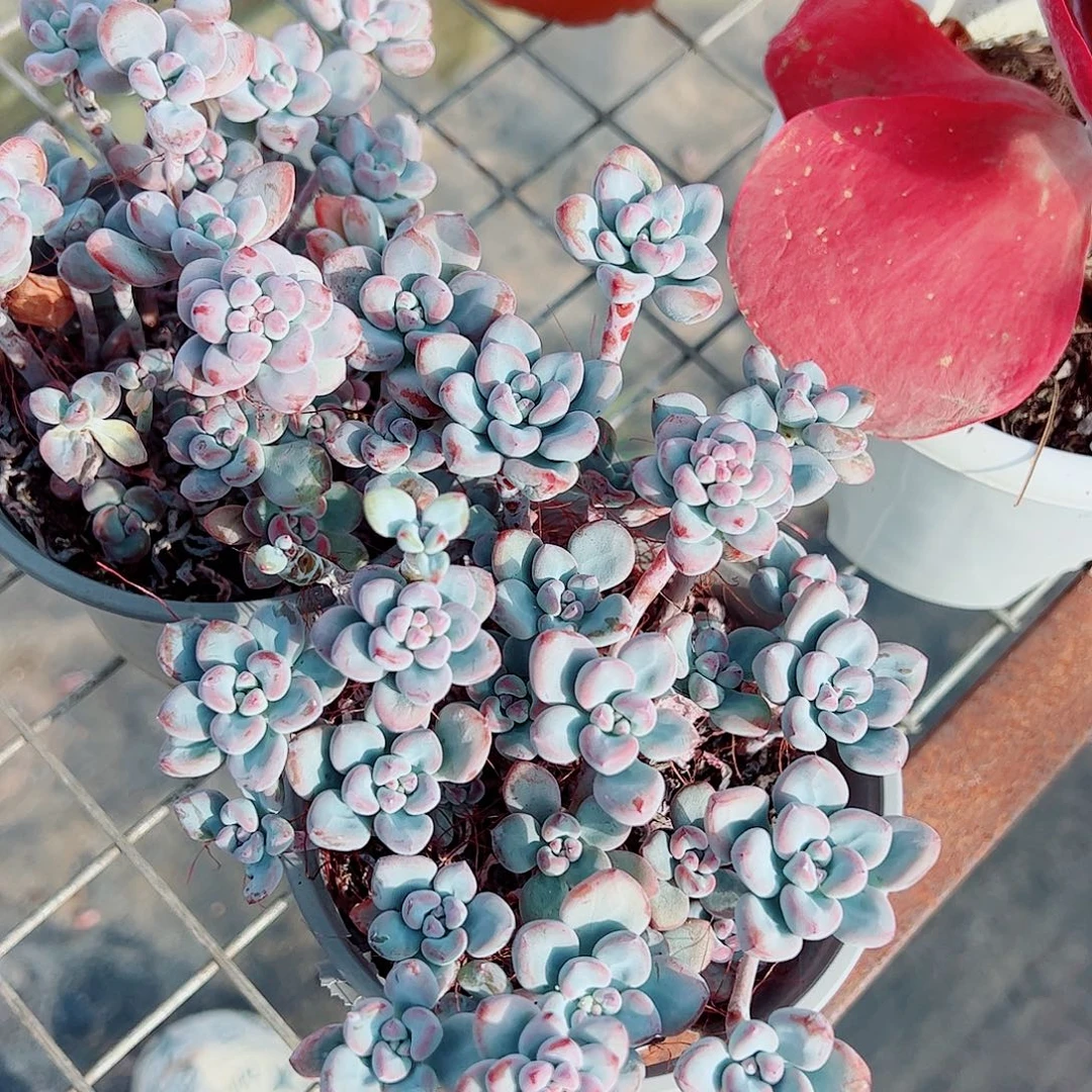 汤姆漫画带盆土精品特价二盆