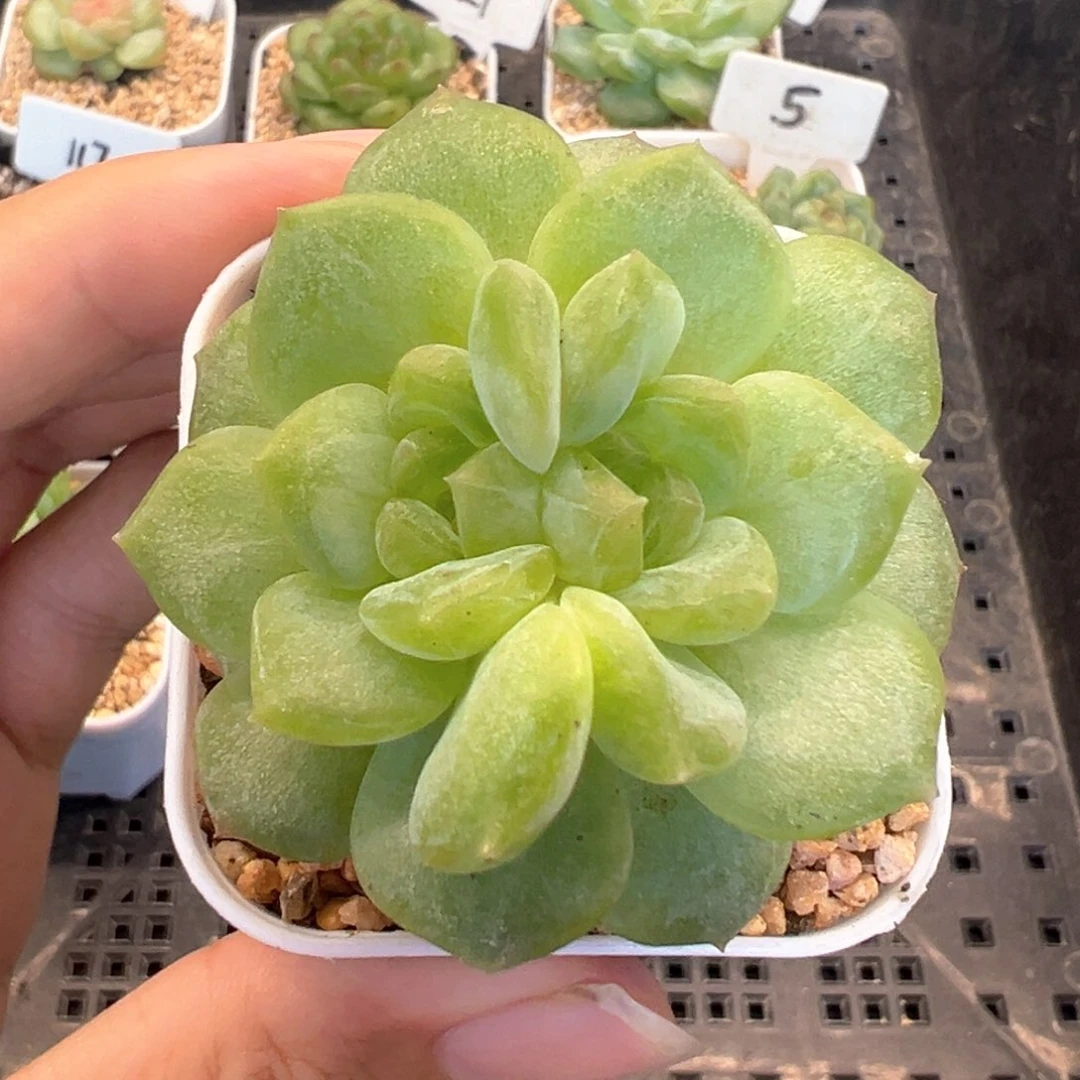 风花雪月系列分心 晗雨多肉