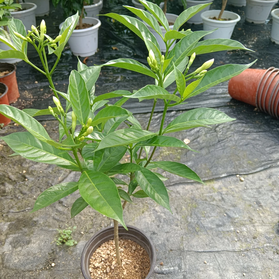 丁香花狗牙花苞水晶茉莉花四季常青开花浓香植物花卉绿植阳台盆栽