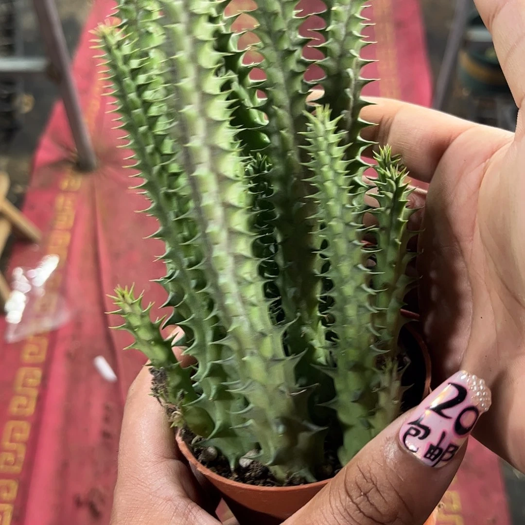 犀牛角单头发货单头