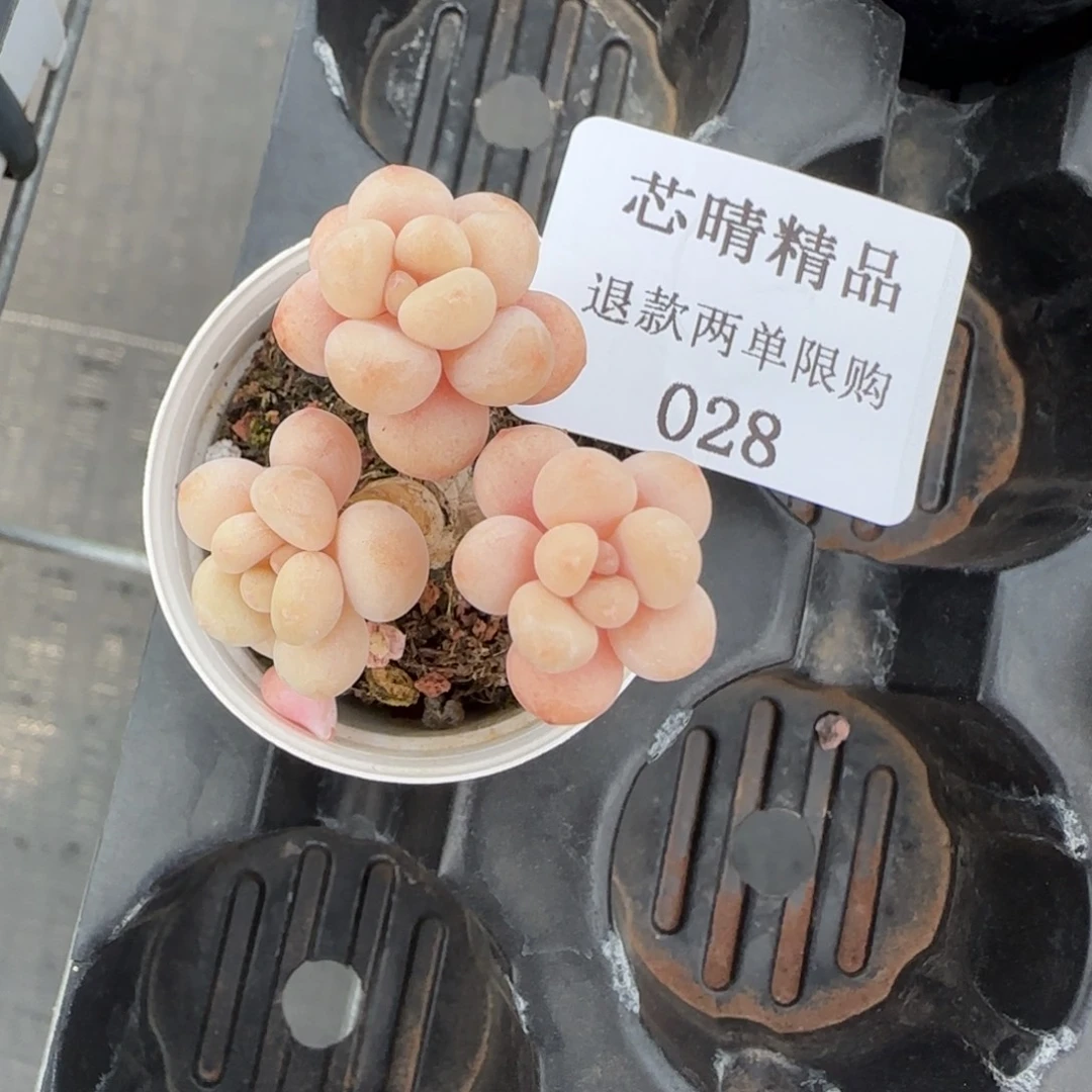 二*✨闪购精品多肉28号