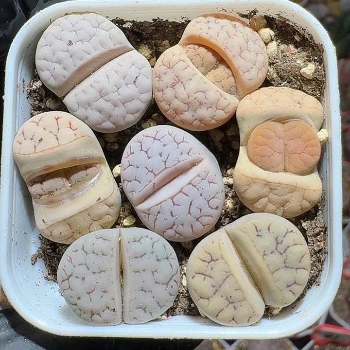 生石花111222。   262
