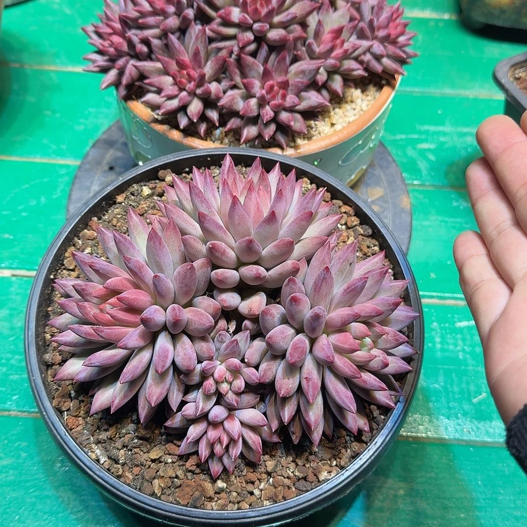 多肉植物多肉植物