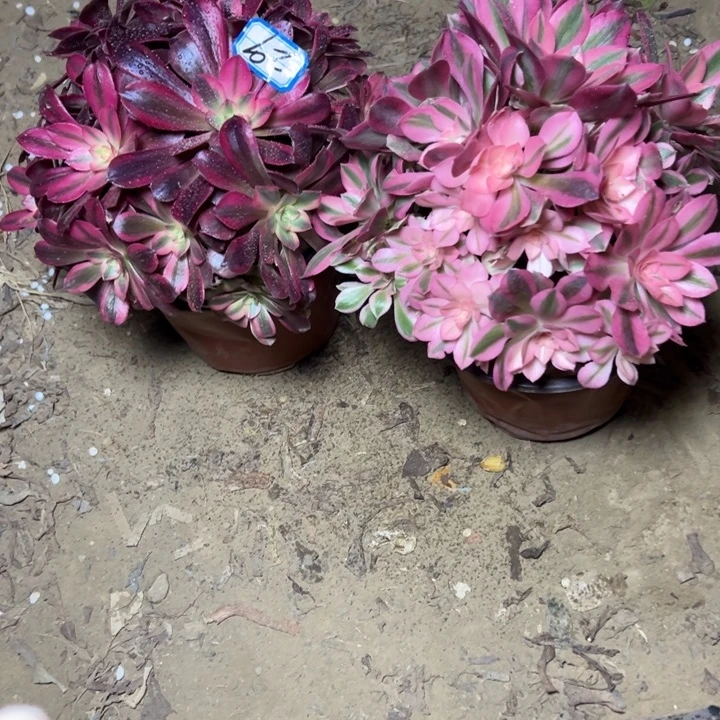 多肉植物断枝不包29