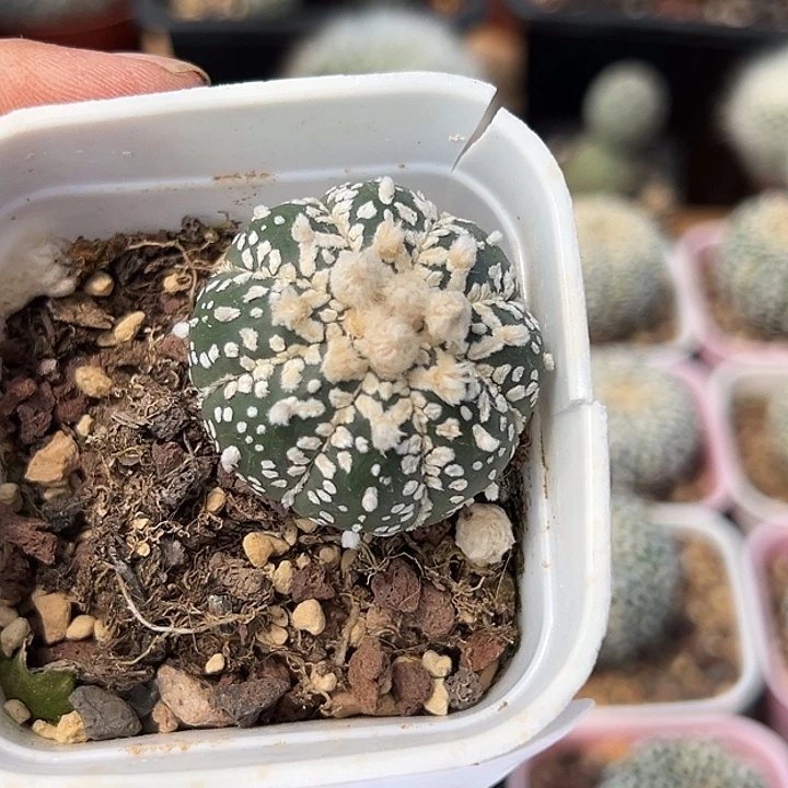 一***馆620号实生兜多肉植物