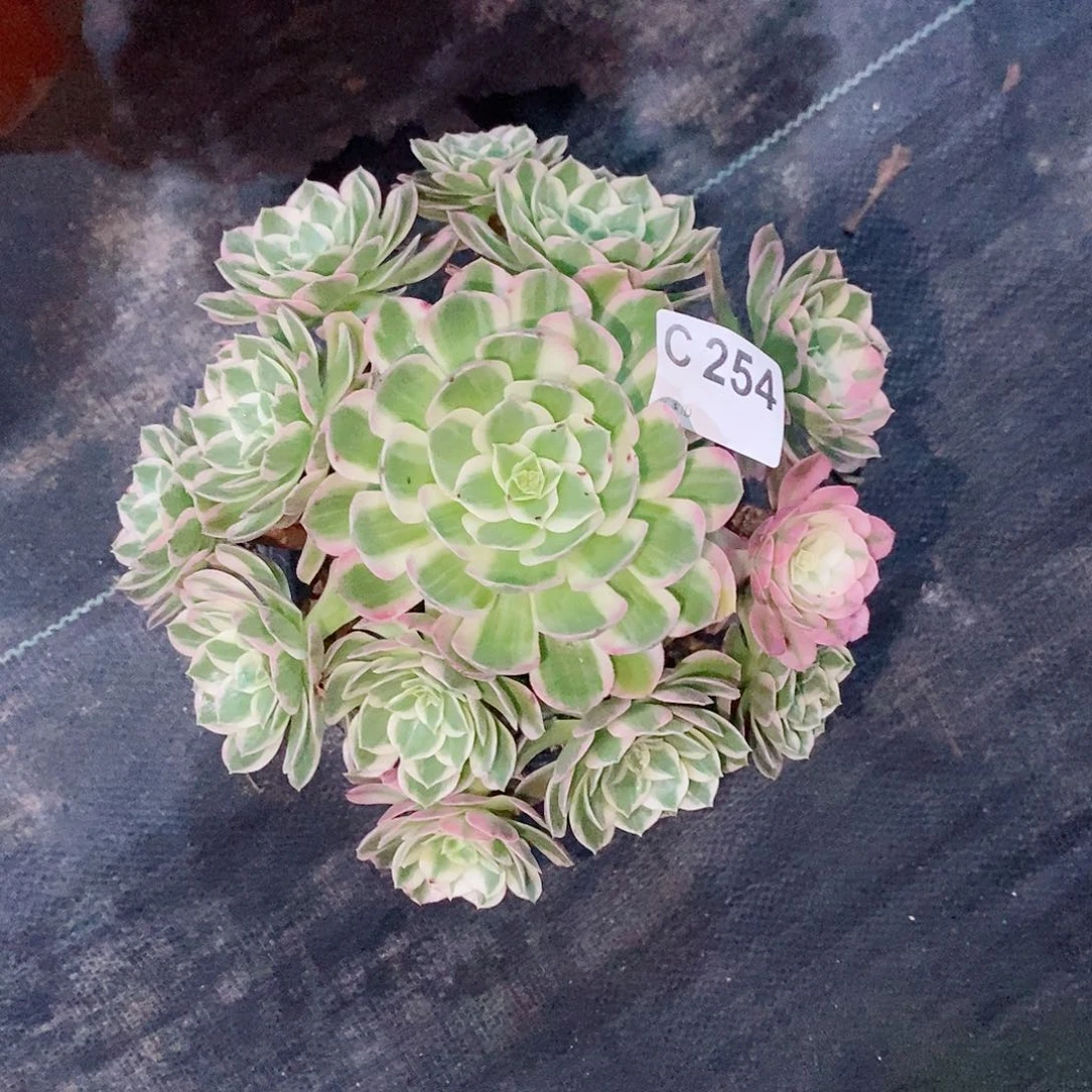 海仙254多肉11111